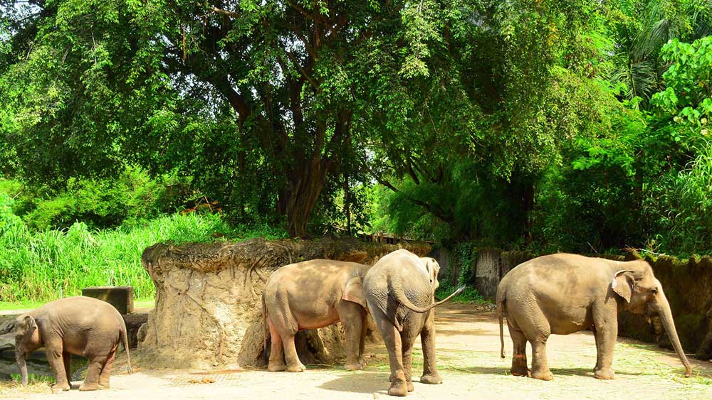 Bali Safari and Marine Park | Bali Musica Driver